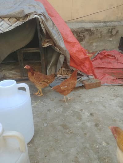 golden misri pathian for sale