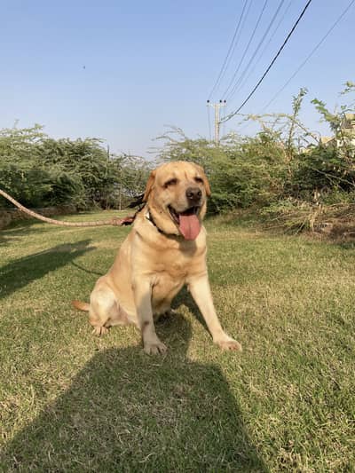Labrador K9 Male for Sale