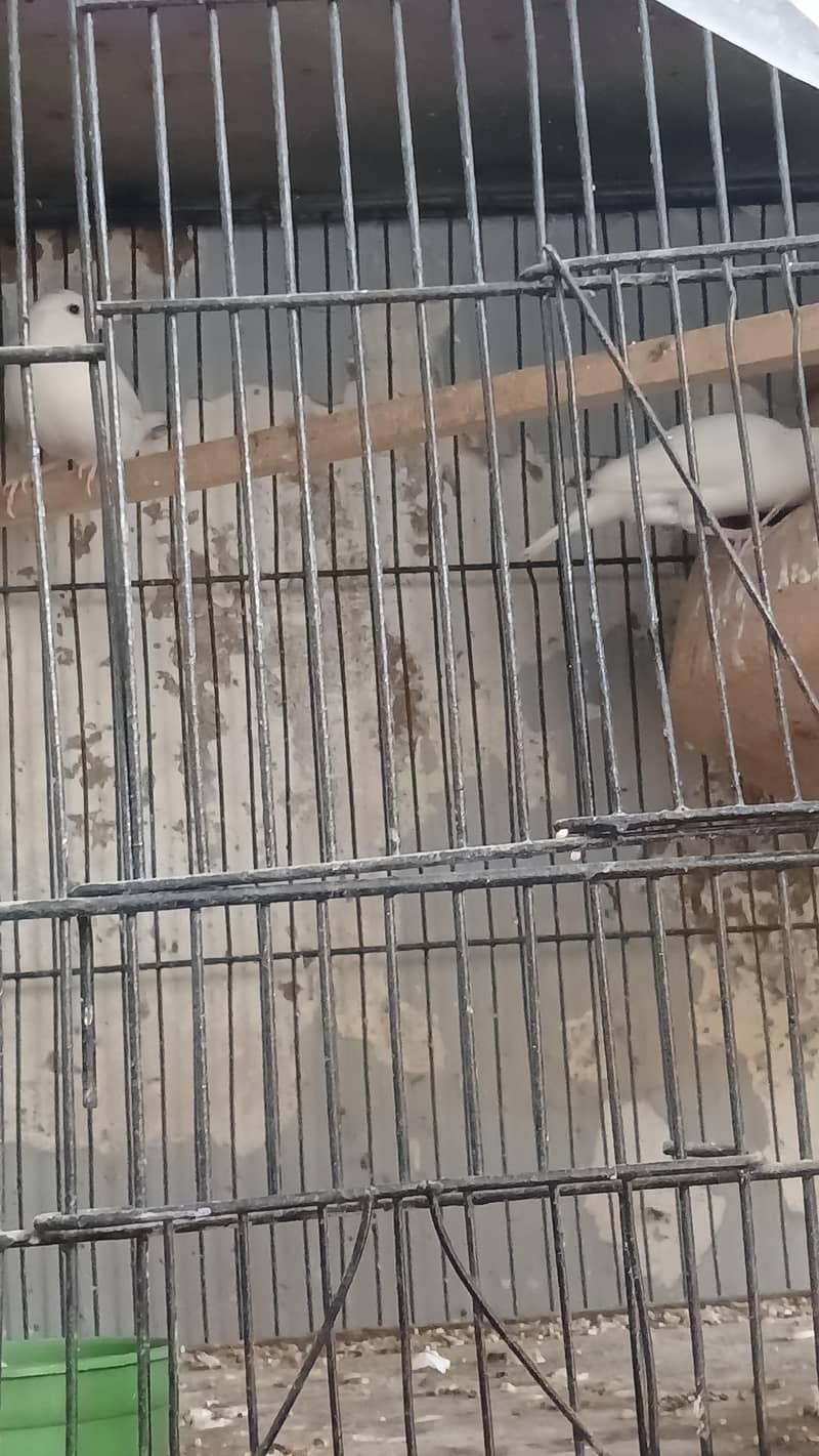 java breader pair with eggs 0