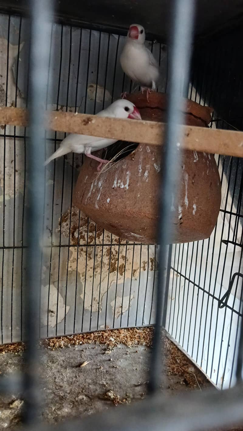 java breader pair with eggs 3