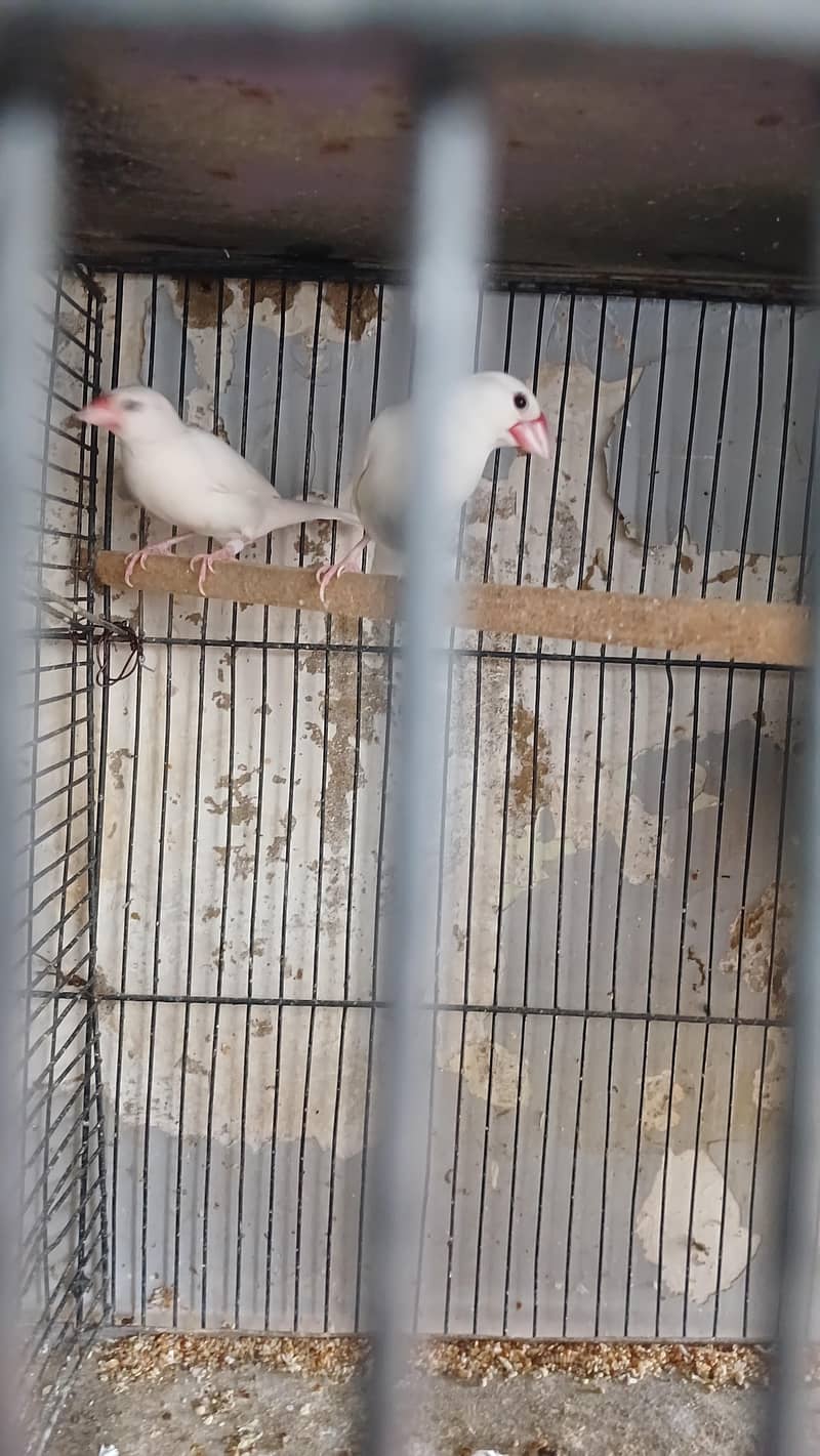 java breader pair with eggs 4