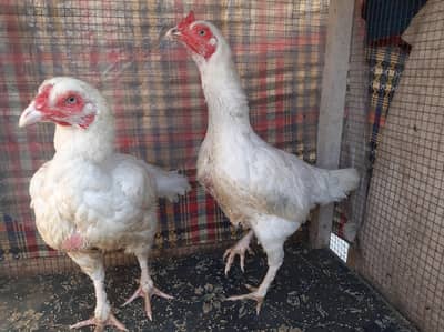 Heera aseel hen and cheena rooster