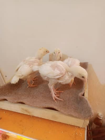 Heera aseel papar white