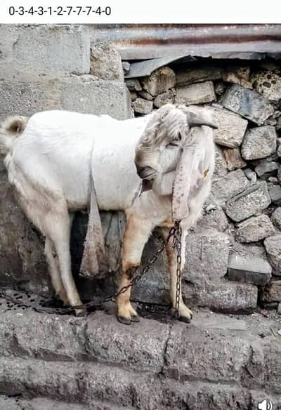 breeder bakra 2 dant