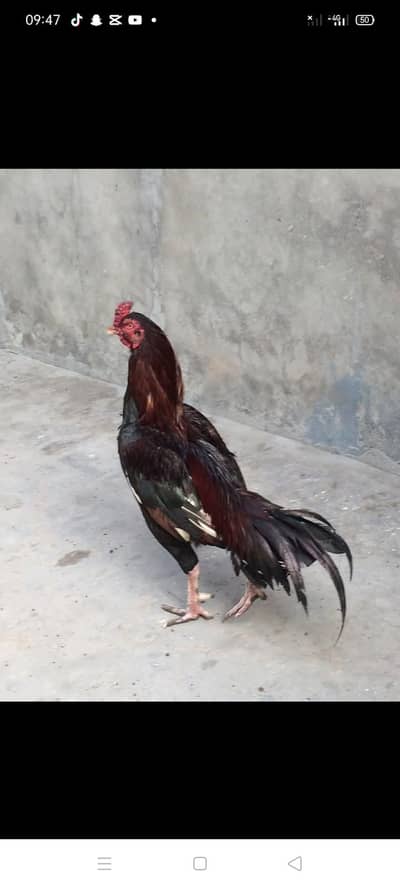 for sale lahore mohni road lahore my what app number 03111435022