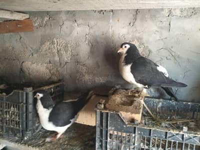 sharazi family for sale