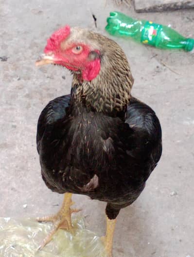 Black Tall young Aseel  Murgha