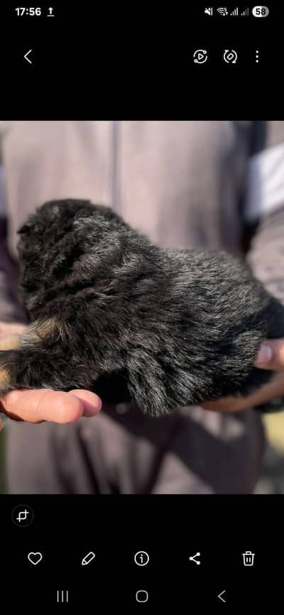 German sherped 30 day's long coat puppy's