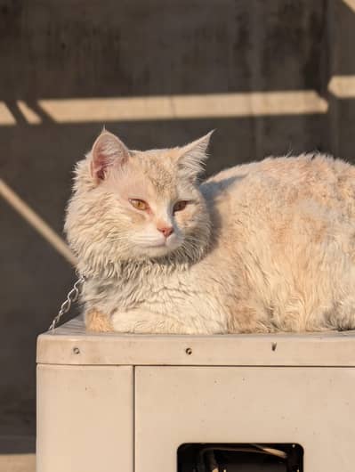 Cat for adoption Persian Cat