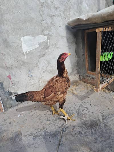 Aseel murgi for Sale