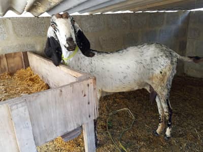 maki chini goat or Dady bakra