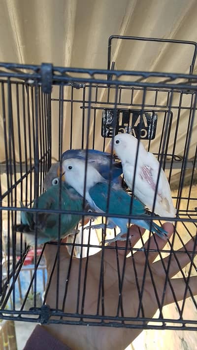 4500 my 6 love birds pathy read full ad plz