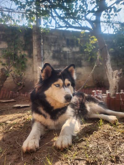 Siberian Husky For Sale