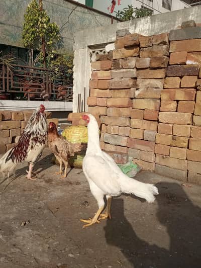 Aseel madian 03125544226