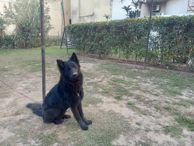 Black German shepherd