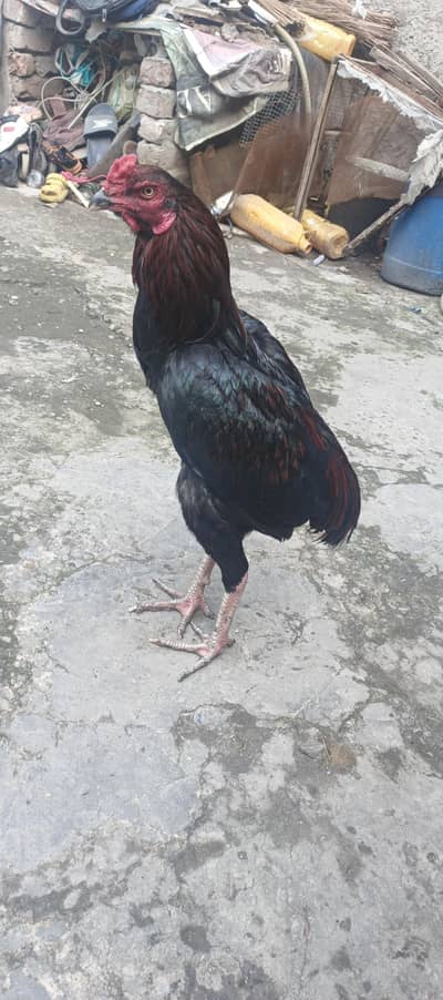 ek dam okay koi bimari nai