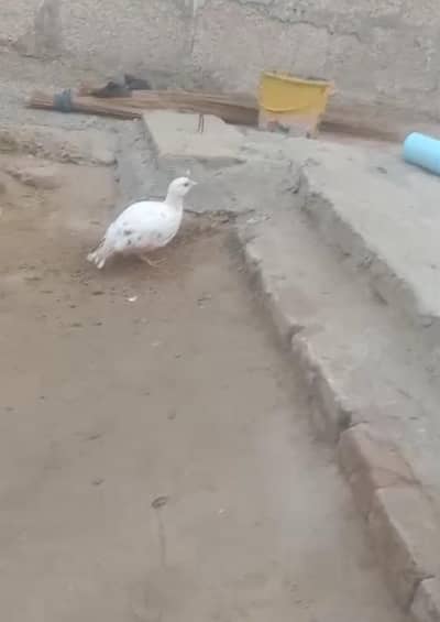 white irani teetar female breedar