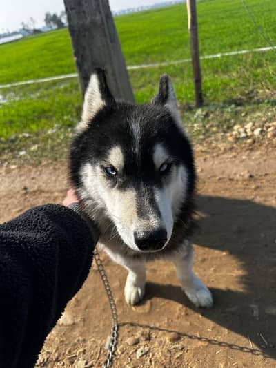 Siberian Husky | Blue Eyes | Siberian Dog | Husky | wolly coat | Dog