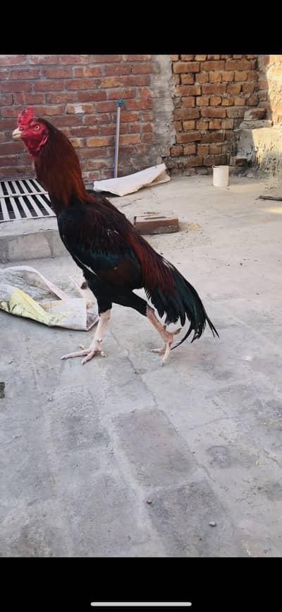 2900 morha wzn bnd jor chutki pa lga hoa h03137187105