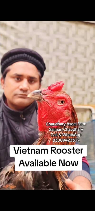 Pure Vietnam Rooster Available.