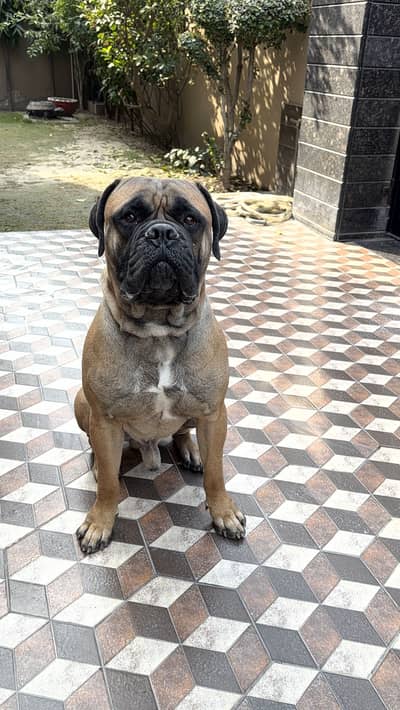 BULLMASTIFF PEDIGREE MALE FOR SALE SHOW HOMES