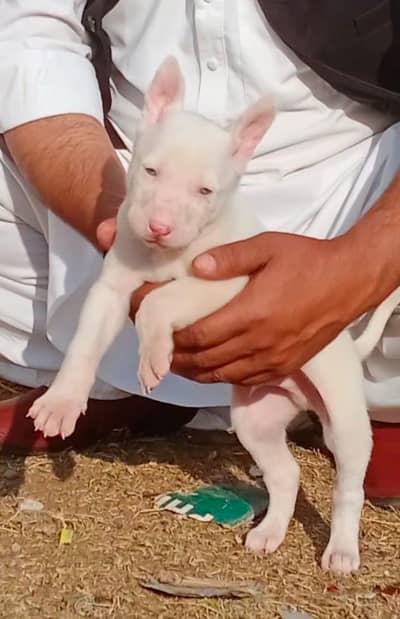 Kohati Gultair Dog For Sale / Kohati Gultair Pair