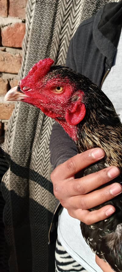 Home breed bandgadi patha