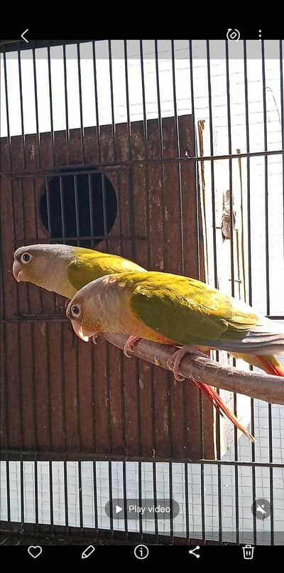 pinaple cnor fresh pair