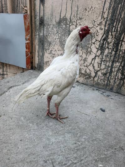 Heera  male  small  size