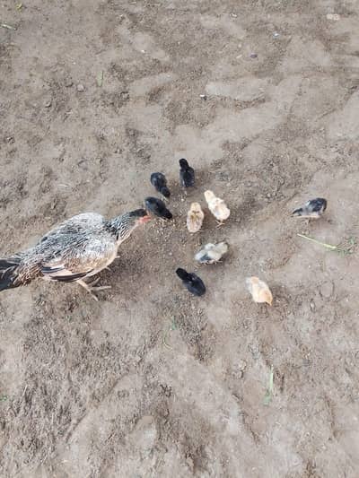 murghi for sell with 9 chozon k sath