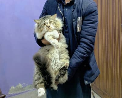 Male Persian fluffy cat in doll face with golden eyes