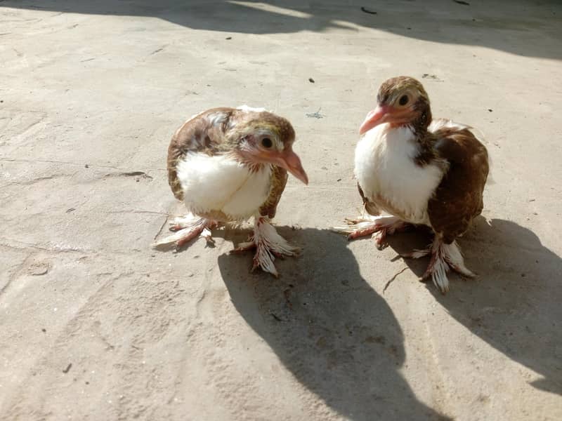 کبوتروں کے بچے 0