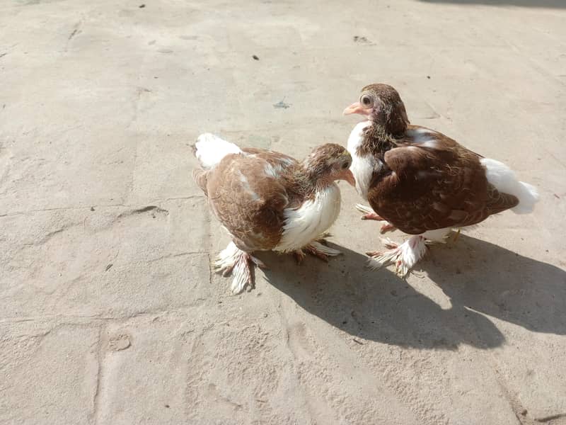 کبوتروں کے بچے 1
