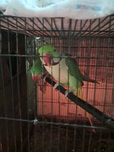 Raw Parrot Breeder Pair