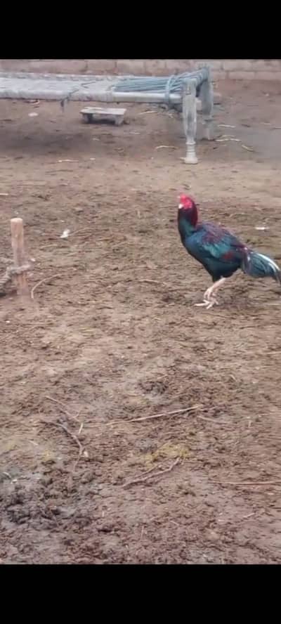 Outclassed breed patha available more information whatsqp03154994377