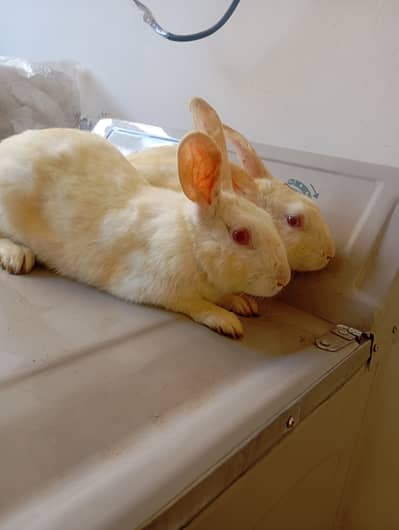 Rabbit full fight red eyes