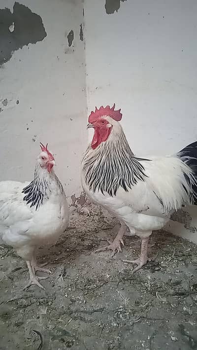 Light Sussex Heritage Pair for sale  0//3/2//2/--4//9//3/3//8//6//3