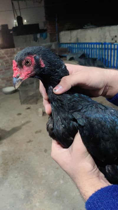 Aseel mianwali & kmalia