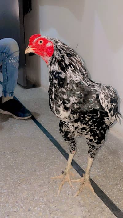 Aseel thai & pakistani