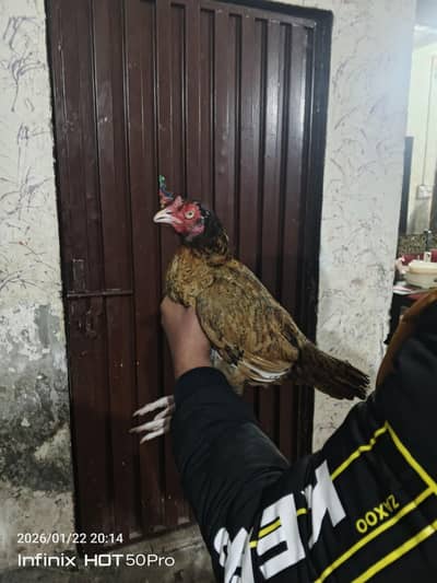 Aseel Hen and Golden Misri Hen