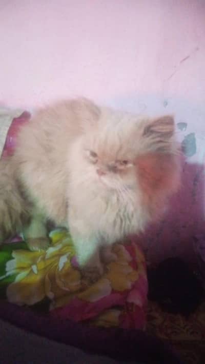 Persian male bridal 03262282004 WhatsApp