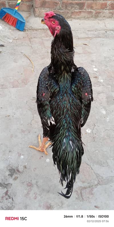 Black OH Shamoo Eggs Available