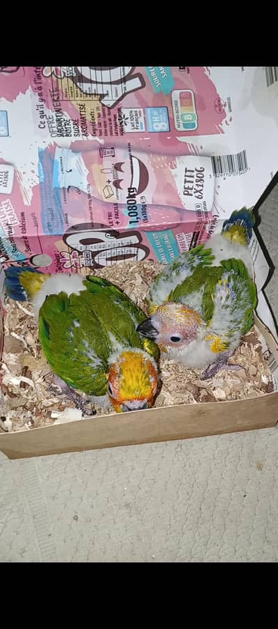 SUN CONURE MOTHER FEED LOCAL HOME BREED AVAILABLE.