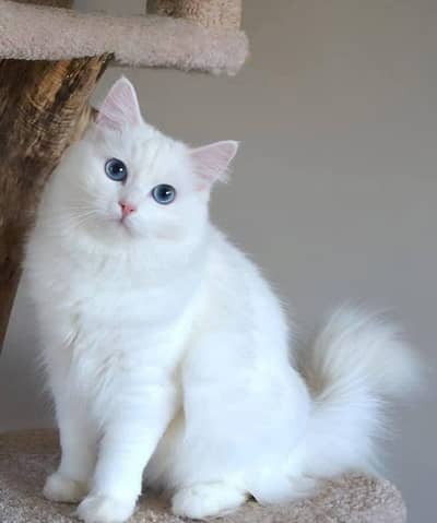 Russian cat for sale