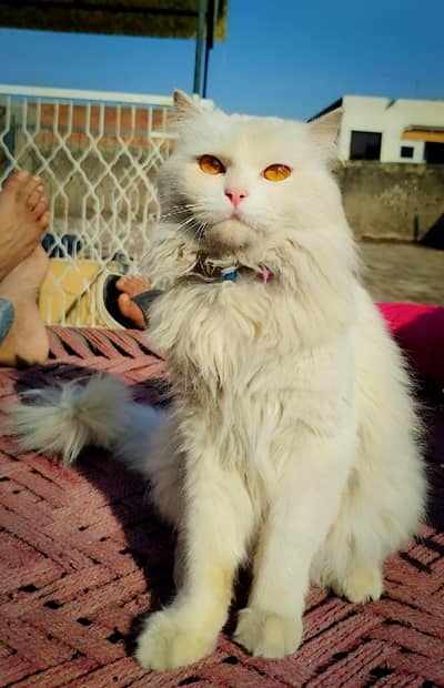 White Persian cat