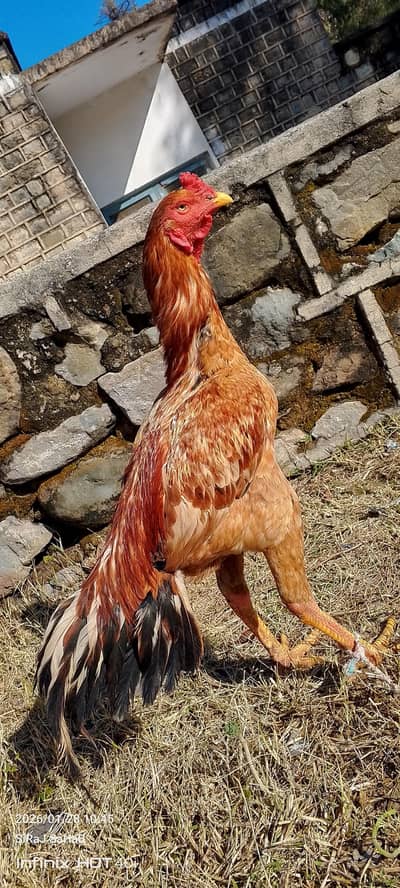 Aseel Sindhi murgha Age 8 month