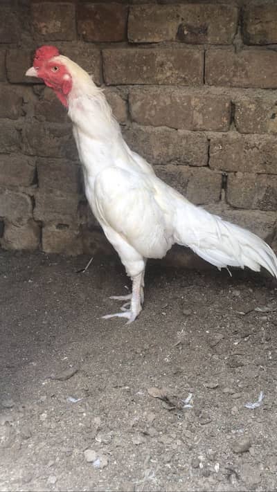 contact number 03158837303