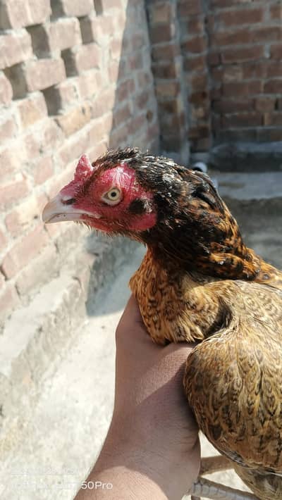 Aseel Hen and Golden Misri Hen