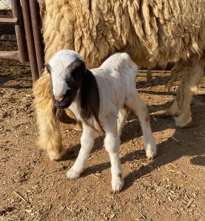 Desi Sheep / Kajla / chatra  / sheep baby / Male Available