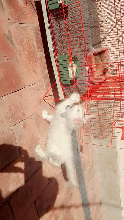 Persian cat 2 month age Blue eyes proper health washroom train